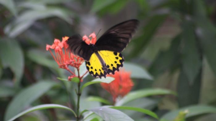 Menengok Eksotisme Kupu-kupu Sumatera di Taman Wisata Gita Persada